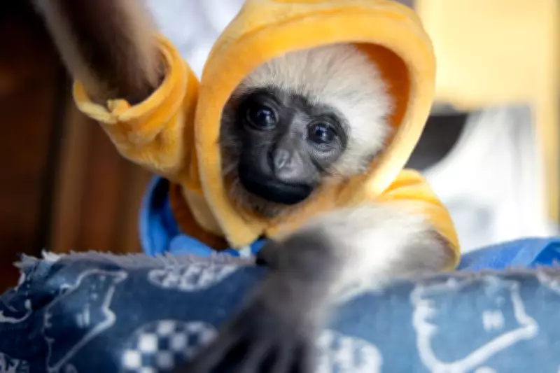 Gibbon Family Bonds Fuel Vulnerability in Brutal Exotic Pet Trade