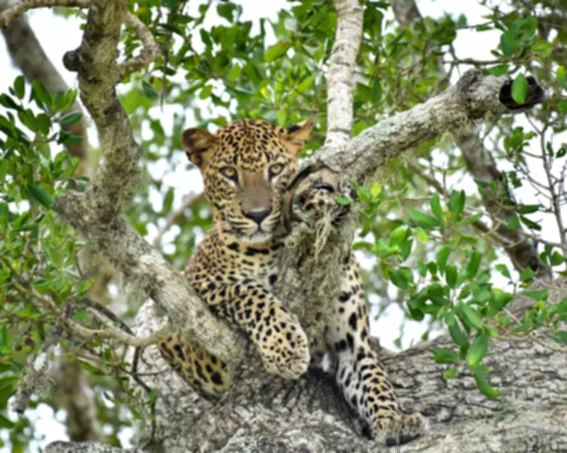Global Wildlife: Leopard, Fox, Coyote Among Week's Best Photos