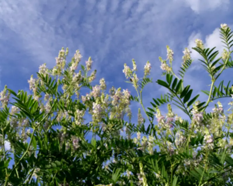 Goat's Rue: The Plant That Inspired a Diabetes Super Drug