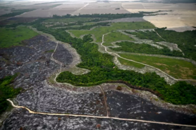 Gold Rush Drives Amazon Deforestation and Mercury Poisoning in Brazil
