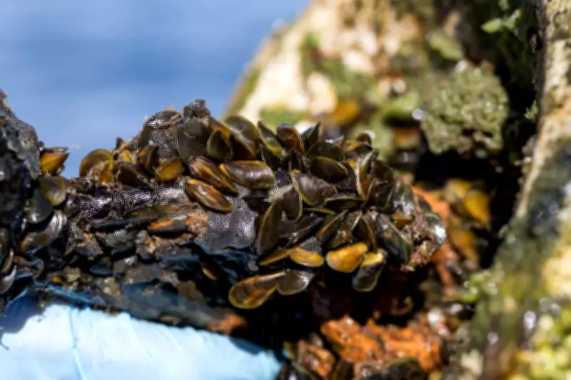 Golden Mussels Threaten West Coast, Costing Millions in Emergency Measures