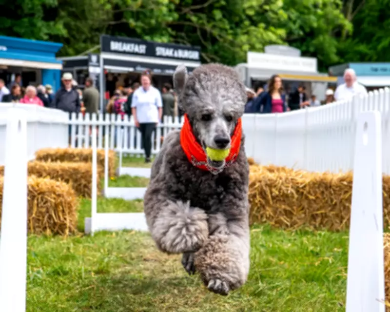 Goodwoof Festival: Dog Yoga, Agility, and Canine Celebrations at Goodwood