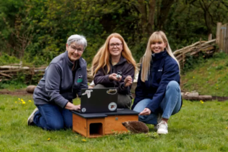 GPS Tracking Project for Hedgehogs Launched in Northern Ireland
