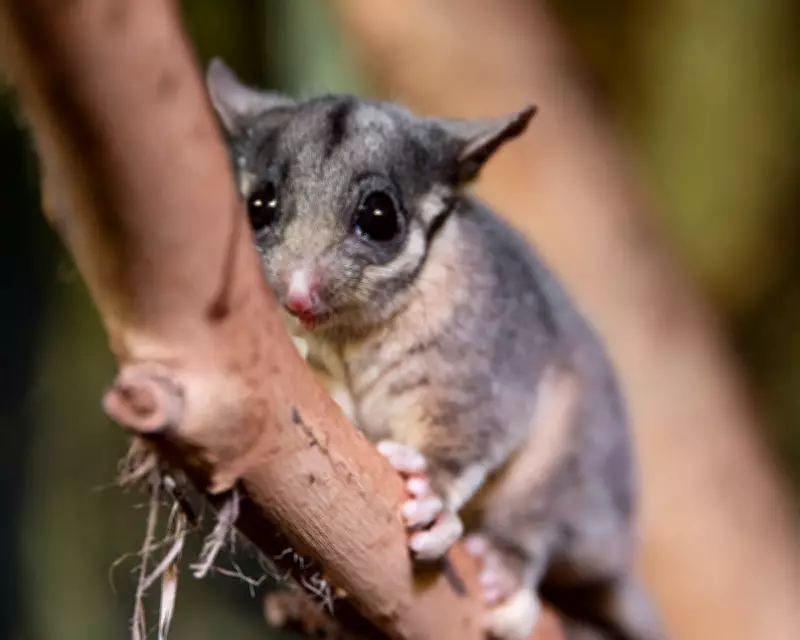 Green Groups Accuse Albanese of Weakening Australia's Nature Protection Laws
