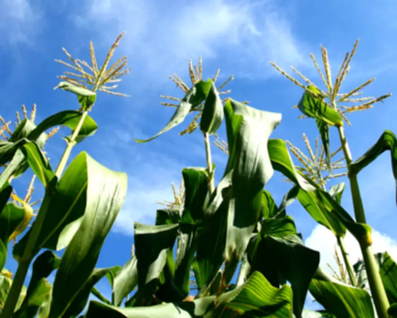 Growing Sweetcorn: A Delightful Summer Crop for Spacious Gardens