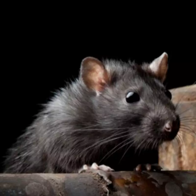 Hantavirus Human-to-Human Strain May Have Caused Cruise Ship Outbreak, Expert Warns