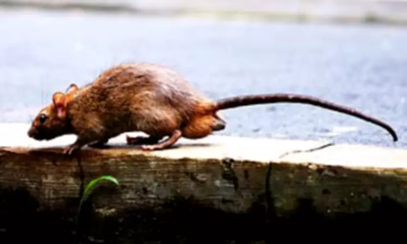 Hantavirus Outbreak Risk: UK Sewer Rats Could Spread Fatal Virus