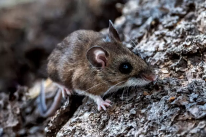 Hantavirus Symptoms and Spread Amid Deadly Cruise Ship Outbreak