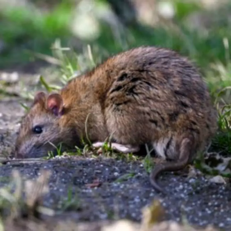 Hantavirus Symptoms: What to Know After Cruise Outbreak Kills Three