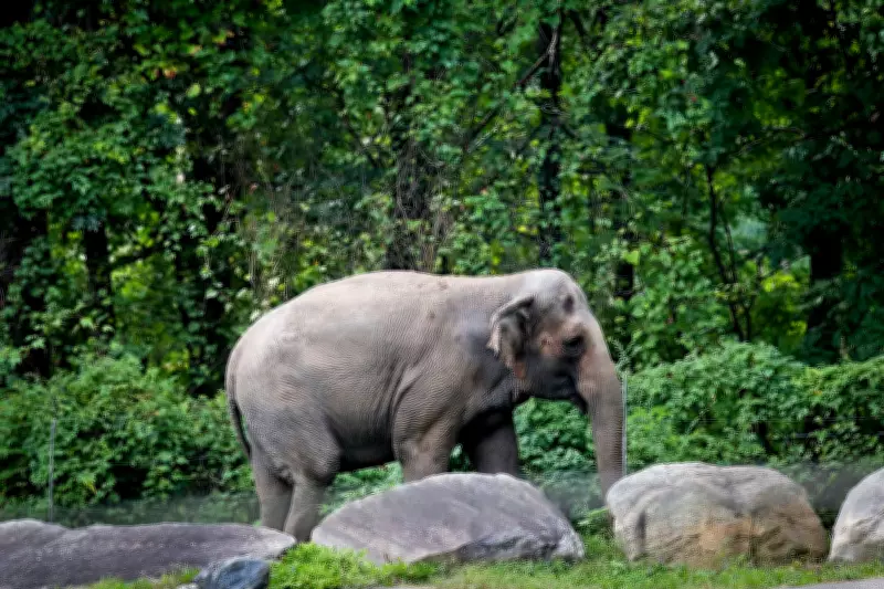 Happy the Elephant Euthanized at Bronx Zoo, Staff Mourn Beloved Pachyderm