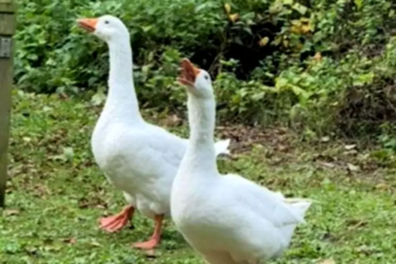 Heartbreak in Kent as Beloved Goose Gandalf Stolen from Pond