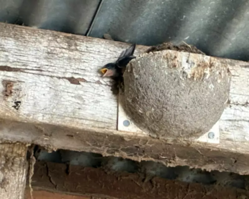 Heatwave Devastates Swallow Chicks in Norfolk: A Country Diary