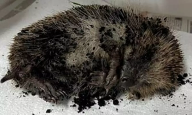 Hedgehog Dies After Schoolgirls Allegedly Threw It Around and Buried It Alive