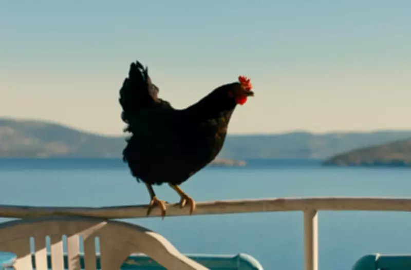 Hen: A Hungarian Film About a Chicken That Exposes People-Smuggling
