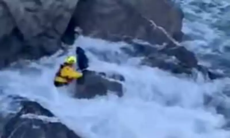 Hero Rescues Stranded Labrador After 60ft Cliff Plunge in Devon