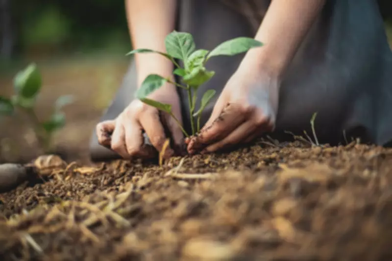 Hidden Lead in Your Garden: Risks and Safety Tips for UK Gardeners