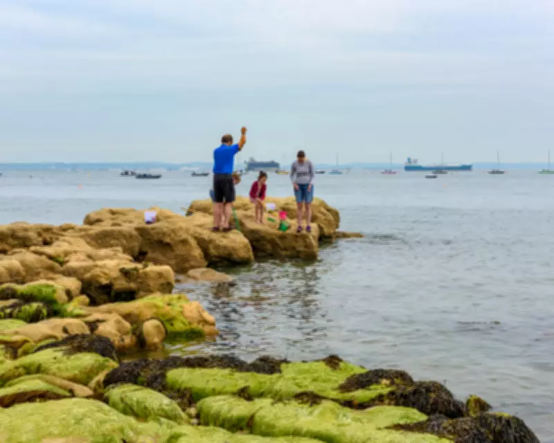 High Levels of Toxic 'Forever Chemicals' Found Off Southern England Coast