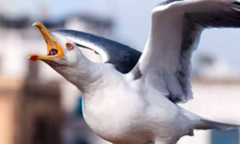 Highland Council's Gull Plan Criticised as 'Gulls Have Won' in Inverness