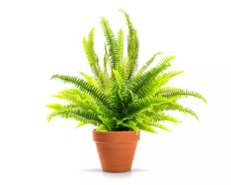 Houseplant Hacks: Damp Towel Trick Keeps Plants Hydrated While Away