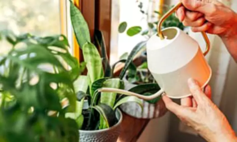 Houseplants Can Cool Your Home Naturally, Expert Reveals