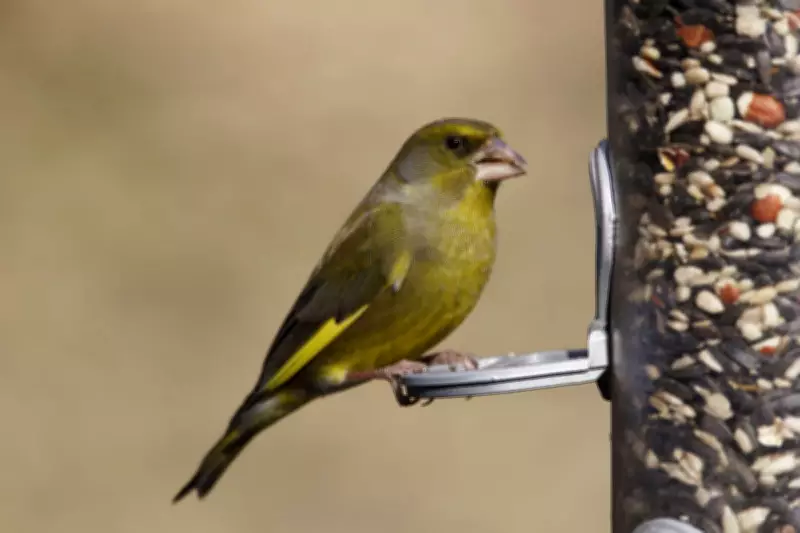 How Bird Feeders May Be Harming Greenfinches: Expert Tips to Help