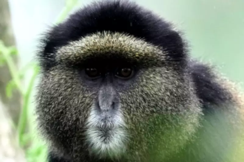 How eDNA Technology Is Revolutionizing Wildlife Conservation in Rwanda