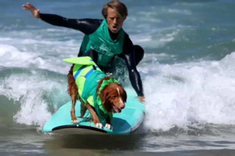 How to Extend Your Dog's Lifespan: Expert Tips on Diet, Exercise, and Health