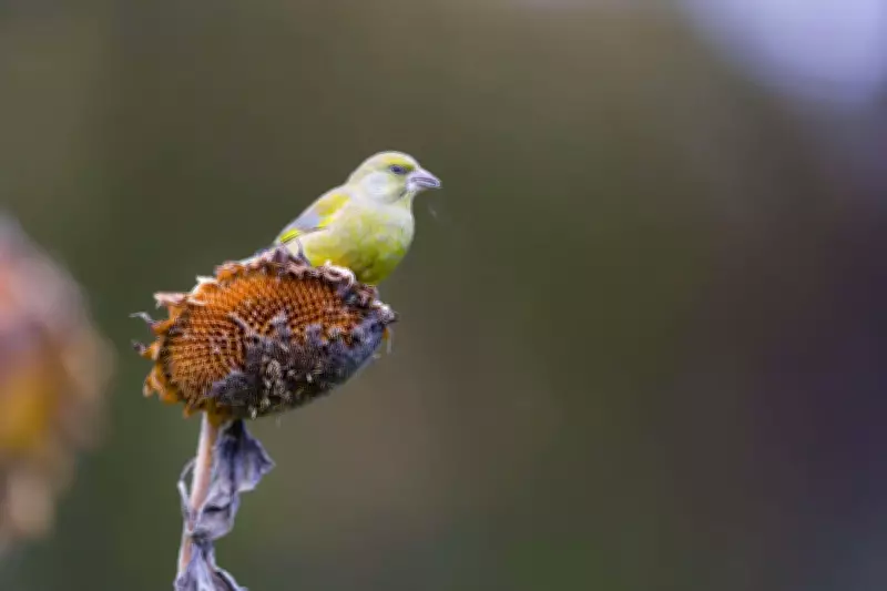 How to Help Greenfinches in Your Garden Naturally