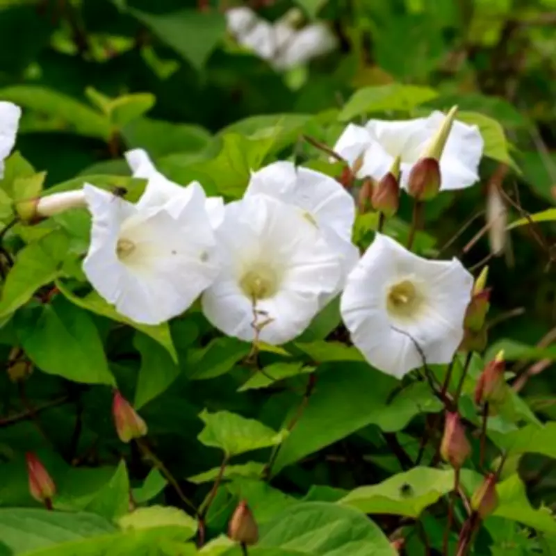 How to Stop Bindweed From Growing Back: Simple May Task for Gardeners