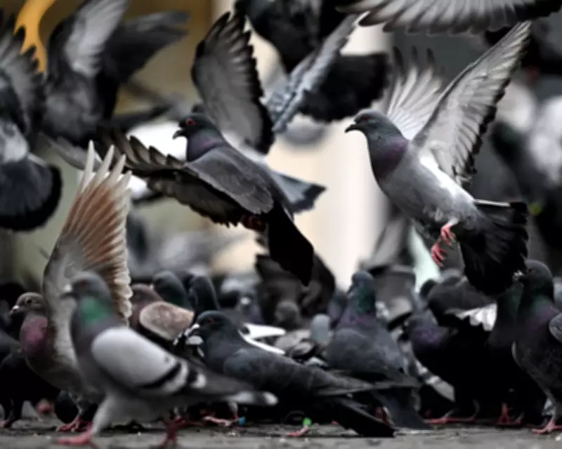 Humane Pigeon Control: A Proven Alternative to UK's Ineffective Methods