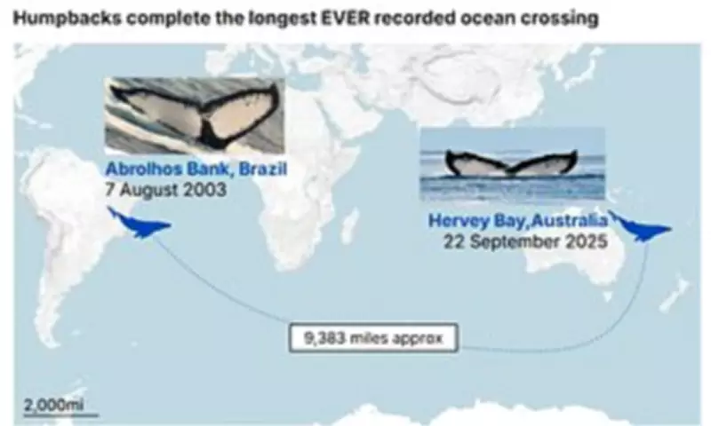 Humpback Whale Breaks Record with Epic Ocean Crossing from Australia to Brazil