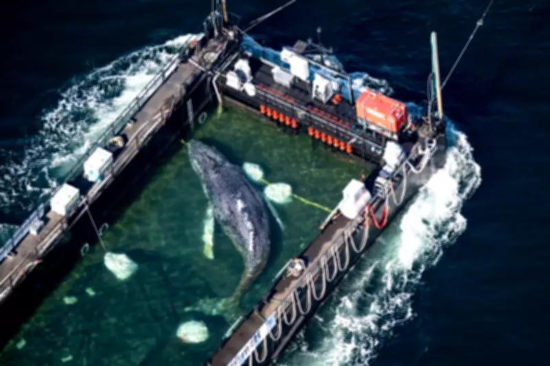 Humpback Whale 'Timmy' Freed in North Sea After Weeks Stranded Off Germany