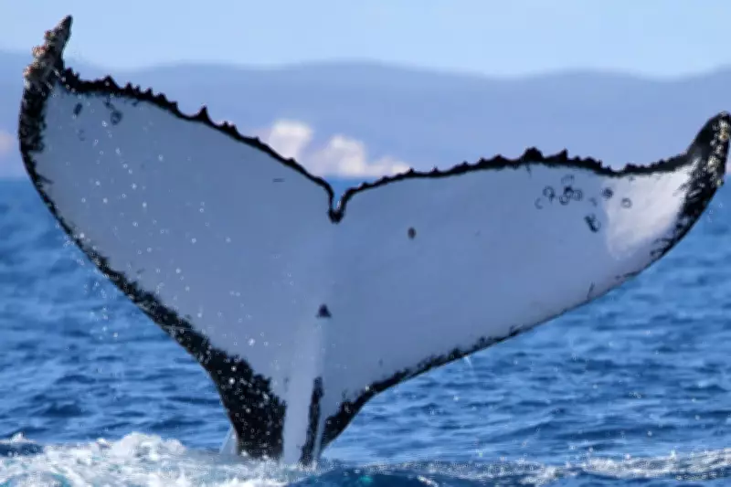 Humpback Whales Set Record Crossings Between Australia and Brazil
