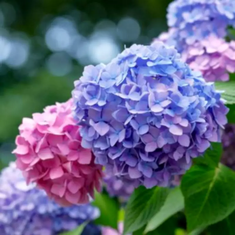 Hydrangeas Change Colour With One Soil Ingredient in May