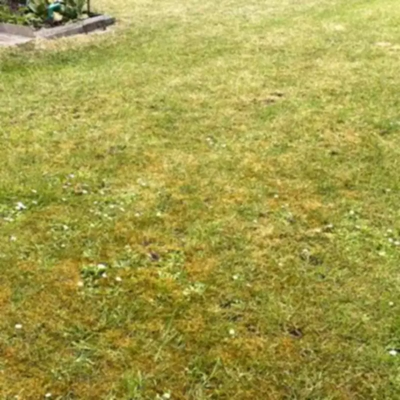 I Used Monty Don's Method to Remove Lawn Moss in 3 Hours Without Raking