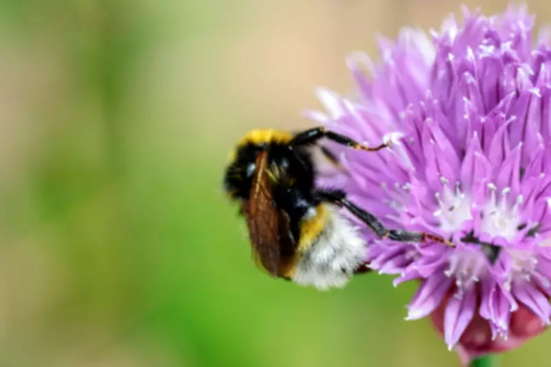 Identifying Fascinating Garden Bees: Expert Guide
