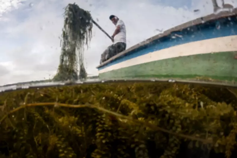 Invasive Plant Threatens Livelihoods in Colombia's Coastal Wetland