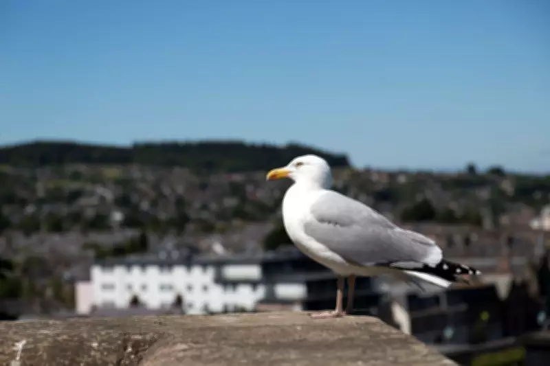 Inverness Council Spends £20k to Tackle Aggressive Urban Gull Problem