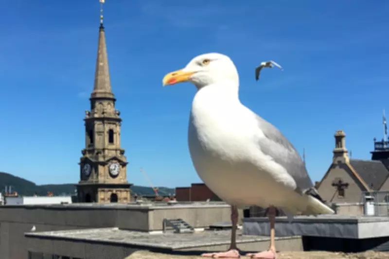 Inverness Council Tackles Aggressive Urban Gulls with New Strategy