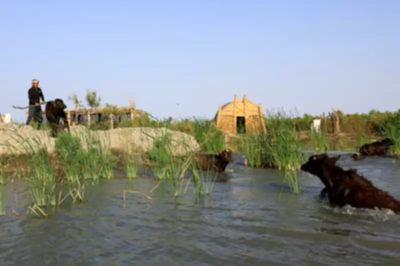 Iraq's Historic Marshes Revive After Years of Devastating Drought