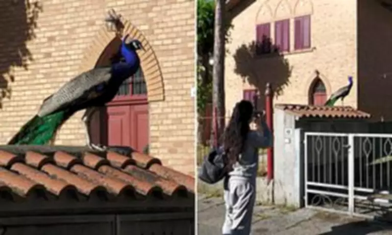 Italian Village Overrun by 120 Peacocks Seeking Love, Causing Chaos