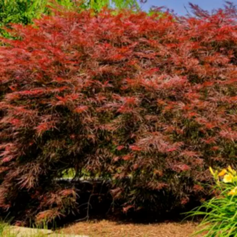 Japanese Maple Owners Warned: 3 Essential Summer Prep Tasks