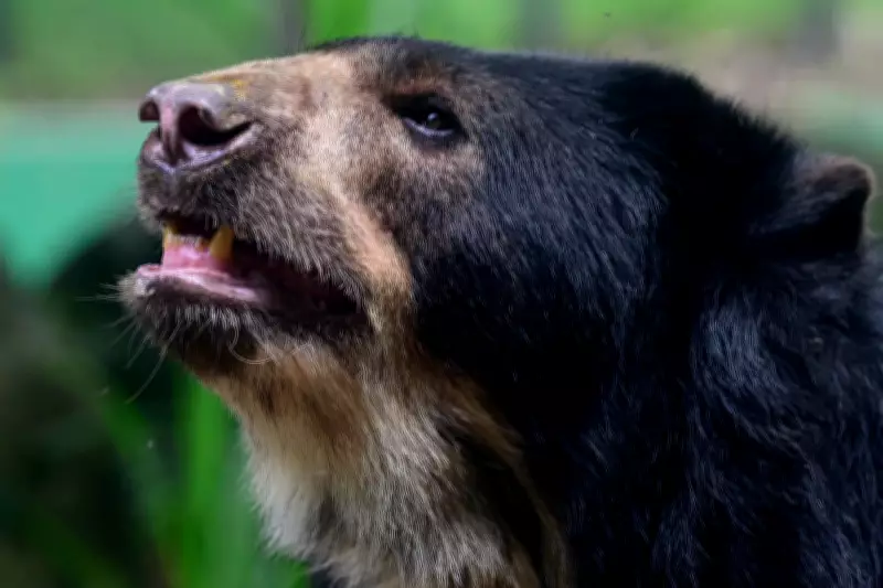 Japanese Study Reveals Simple Bear Attack Survival Technique