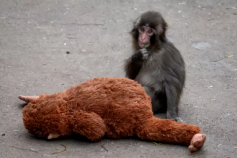 Japanese Zoo Bans Photography Near Viral Monkey Punch After US Intrusion