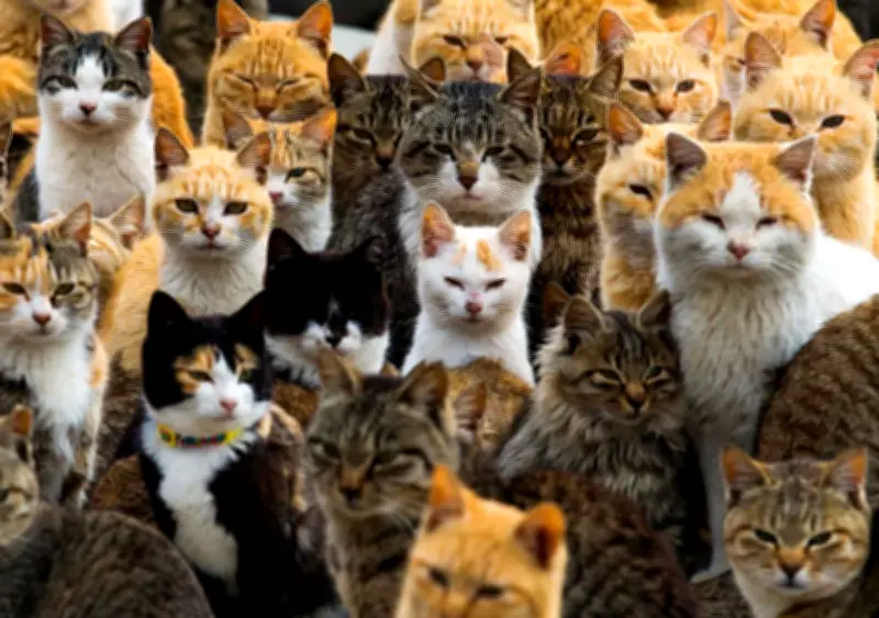 Japan's Cat Obsession Fuels Multi-Billion Pet Industry