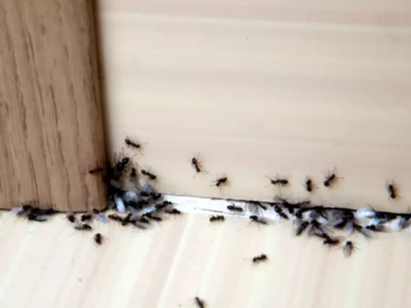 Keep Ants Out of Your Home This Spring with a Simple Cinnamon Spray