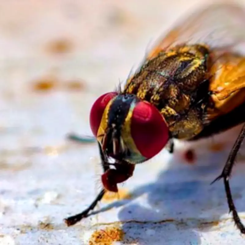 Keep Flies Out of Your Home All Summer with a Simple 30-Second Evening Task