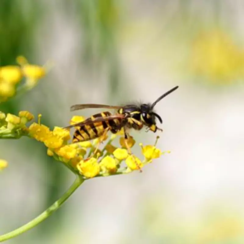 Keep Wasps Away from Your Garden with a 10p Plastic Bag Trick