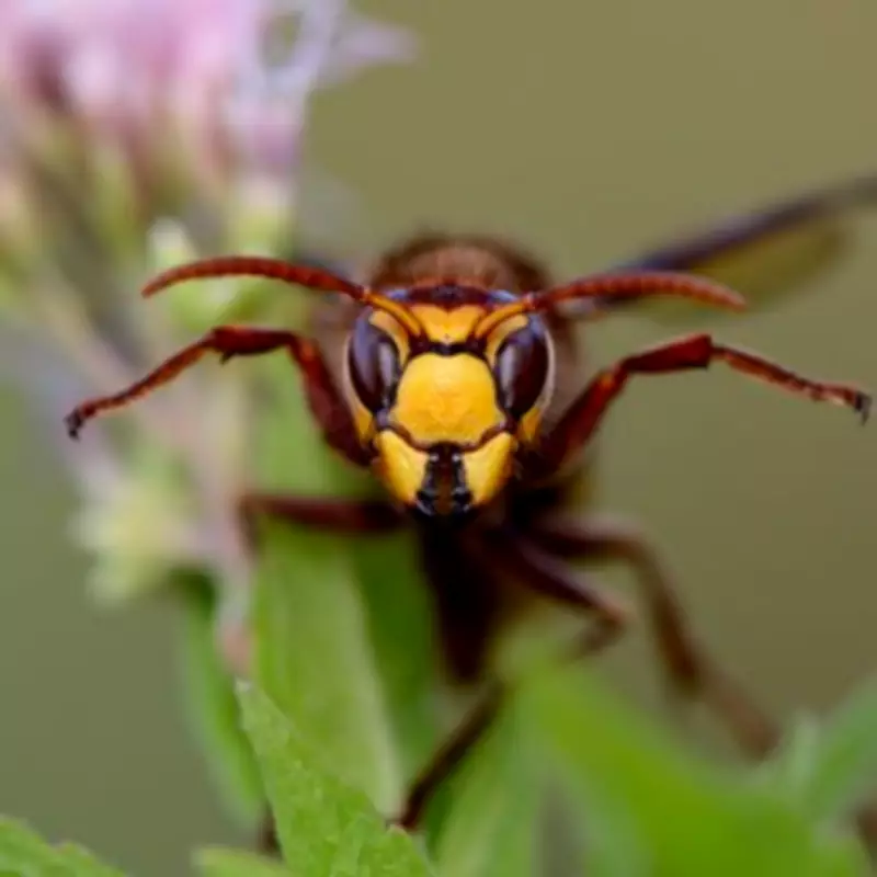Keep Wasps Away with a Simple Plastic Bag Decoy This Summer