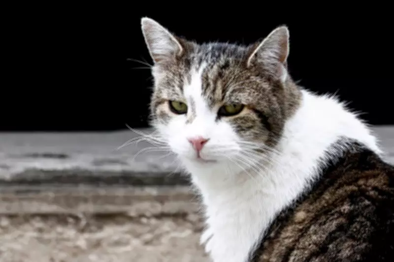 Keeping Cats Indoors May Extend Their Lives by Two to Three Years